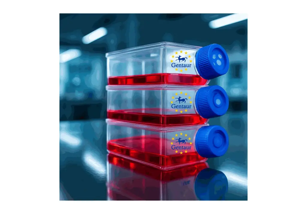 Primary AC Cell, Rat